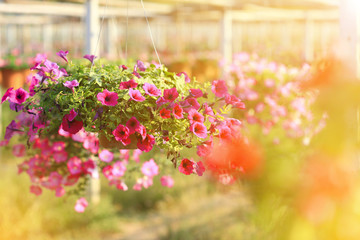 petunias flowers at sunrise