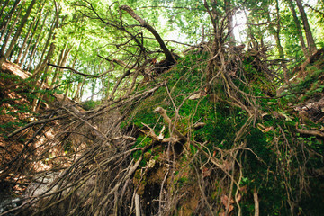 The roots of the tree in the mountain forest