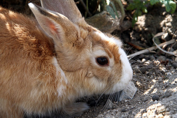 Fototapeta premium 穴ウサギ
