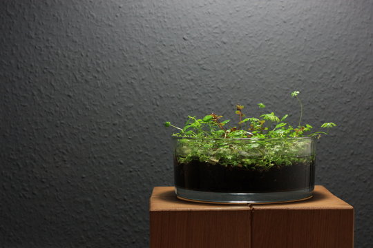 Wabi Kusa