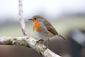 Side view of a European Robin
