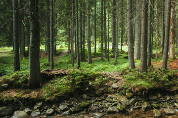 Mountain forest in Carpathians