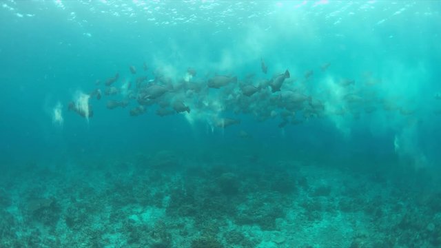 School of Humphead Parrotfishes on a colorful coral reef.  4k footage