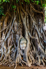 Buddha's head trapped in the roots of a tree.