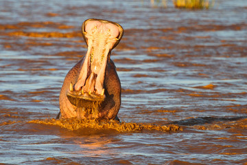 Hippo Yawn