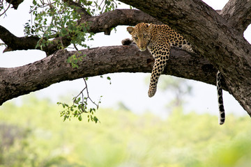 Leopard in tree