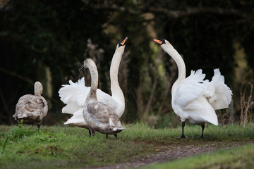 Mute Swan, Swans, Cygnus olor