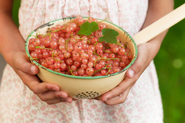 Girl's hands holding the enamel colander whit harvest of organic rose currants berries. Concept of healthy food. Selective focus. 