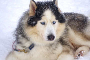 Siberian Husky breed sled dogs are not afraid of the frost