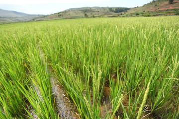  landscape with rice field