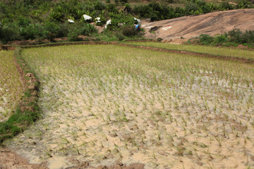 Fototapeta premium Madagascar landscape with rice field