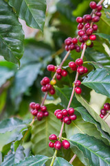 fresh purple coffee bean, close up