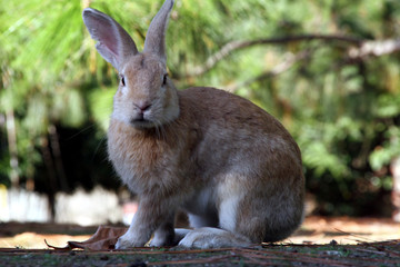 穴ウサギ