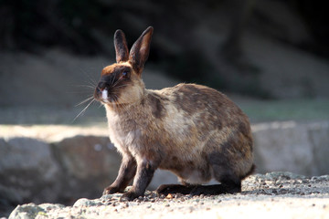 穴ウサギ