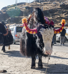 Decorated wild yak animals used for tourist ride near Tsomgo (Changu) lake, Sikkim India.