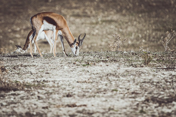 Springbok
