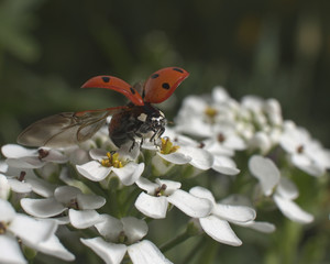 ladybug