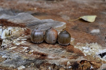 Detail of wild acorns on tree trunk 