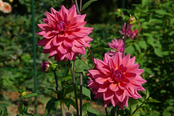 Dahlias roses à fleurs de camélia en été au jardin