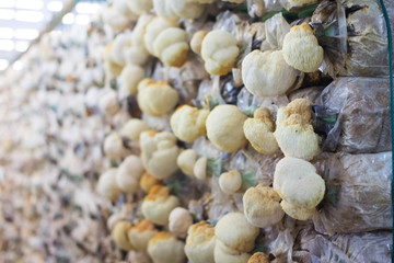 Mushroom cultivation farm