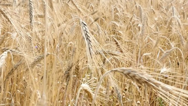 Agriculture food background summer golden fields of wheat slow motion 1080p FullHD footage - Shallow DOF plantation of Riticum genus cereals before harvest natural slow-mo 1920X1080 HD video 