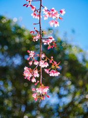 Closeup Cherry, Doi Ang Khang.
