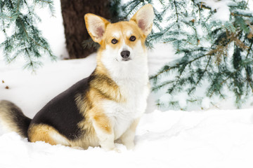 Dog on a winter walk