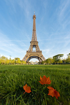 Sunny morning in Paris and Eiffel Tower with maple leaf at Paris