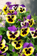 pansies in springtime blossom