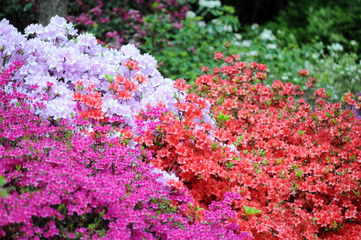 Obraz premium pink azalea bush blossom in springtime
