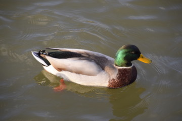 Ducks swimming in the pond. Wild mallard duck. Drakes and females