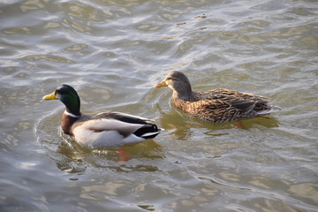 Ducks swimming in the pond. Wild mallard duck. Drakes and females