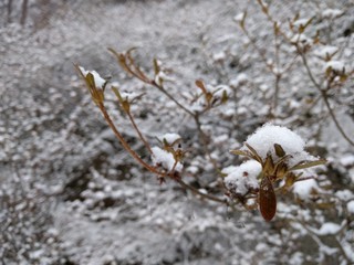 snow on the branches close-up