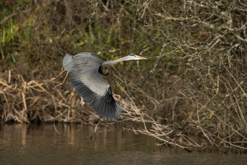 Grey Heron, Heron, Ardea cinerea
