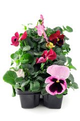 pink pansy flower seedlings in a tray box on isolated background