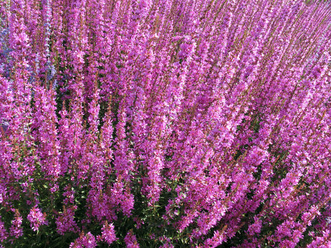 Fototapeta purple loosestrife (Lythrum salicaria) plant