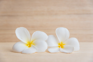 frangipani flower on a wooden background..