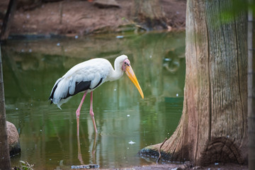 painted stork bird or mycteria leucocephala on nature background