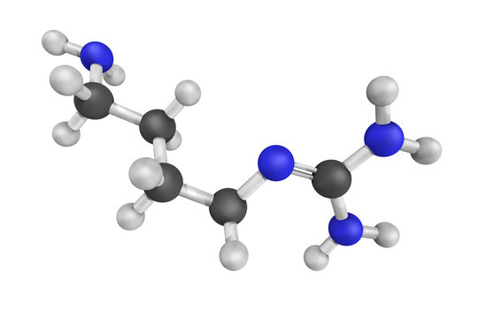 3d structure of agmatine, also known as (4-aminobutyl)guanidine,