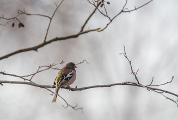 Finch