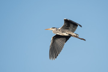 Grey Heron, Heron, Ardea cinerea