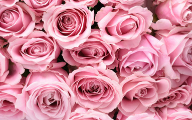 Fototapeta premium roses