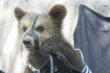 circus little bear © Mashevur