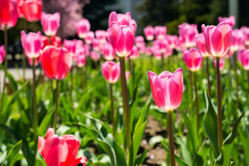 チューリップ