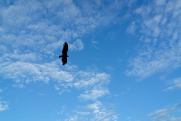 Flying eagle on blue sky background.