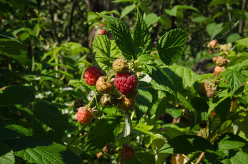 ripe red raspberries on the bush