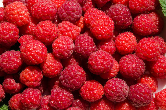 delicious red raspberries in a white tray with green leaves