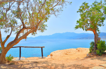 Pine trees on the shore of the sea.