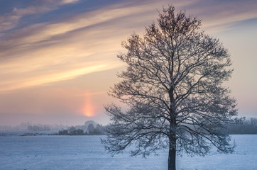 Samotne drzewo w śniegu