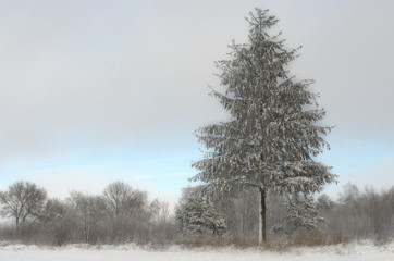 Samotny świerk obsypany śniegiem